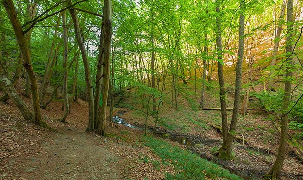 Die Ehrbachklamm - Eine der schönsten Wanderwege 6